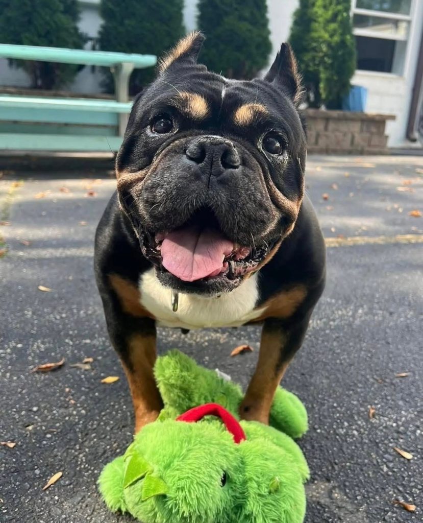 Dog of the Week Shirl