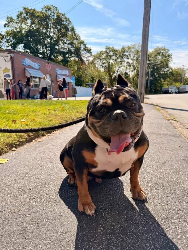 Dog of the Week Shirl