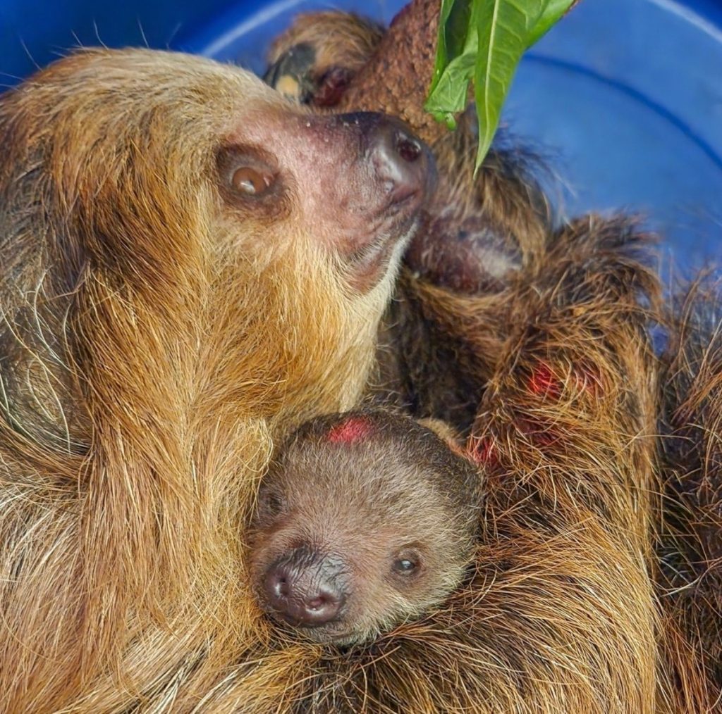 birth of a baby sloth at Roger Williams Park Zoo