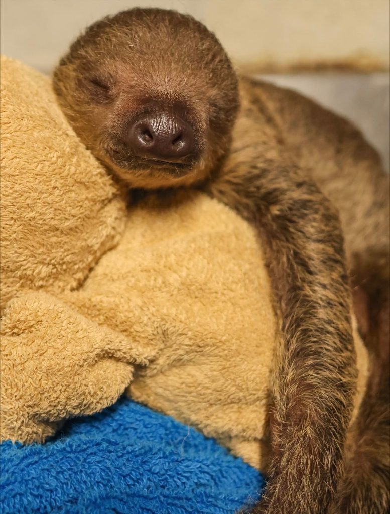 name of new baby sloth at Roger Williams Park Zoo