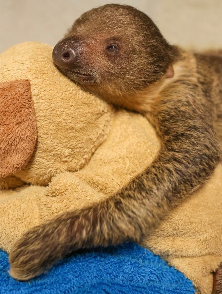 name of new baby sloth at Roger Williams Park Zoo