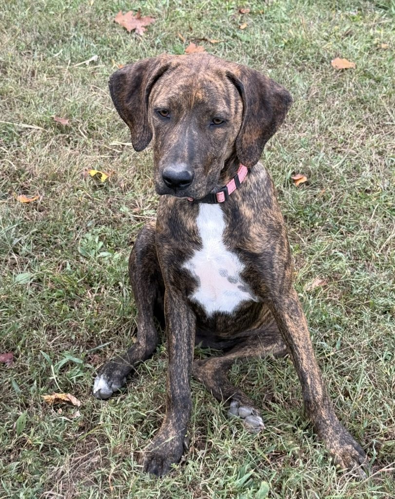 Dogs of the Week Tucker Lulu and Bea