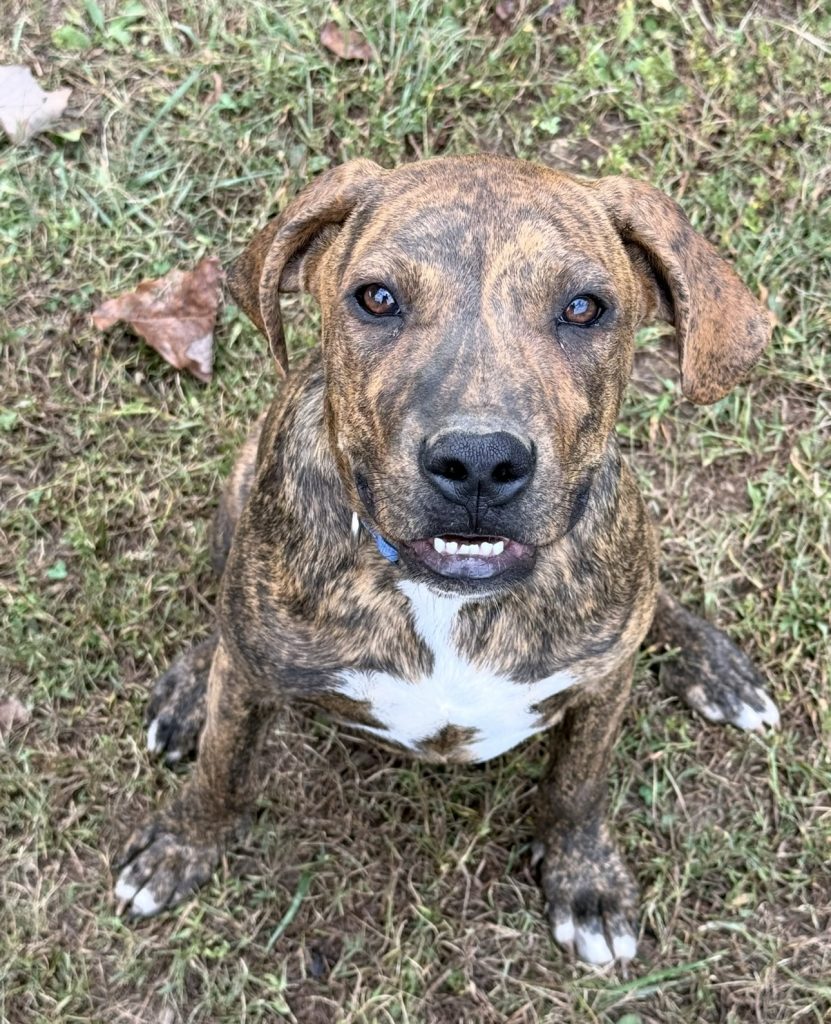 Dogs of the Week Tucker Lulu and Bea