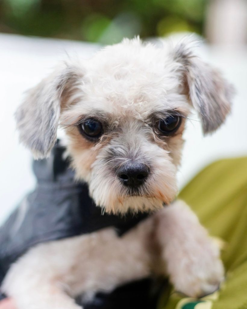 Dog of the Week, Manny