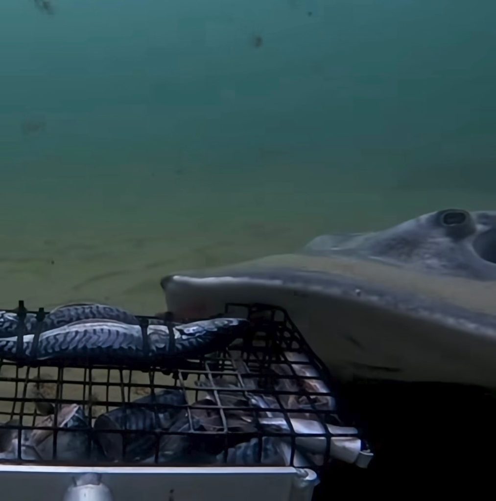 stingray caught on camera off Rhode Island