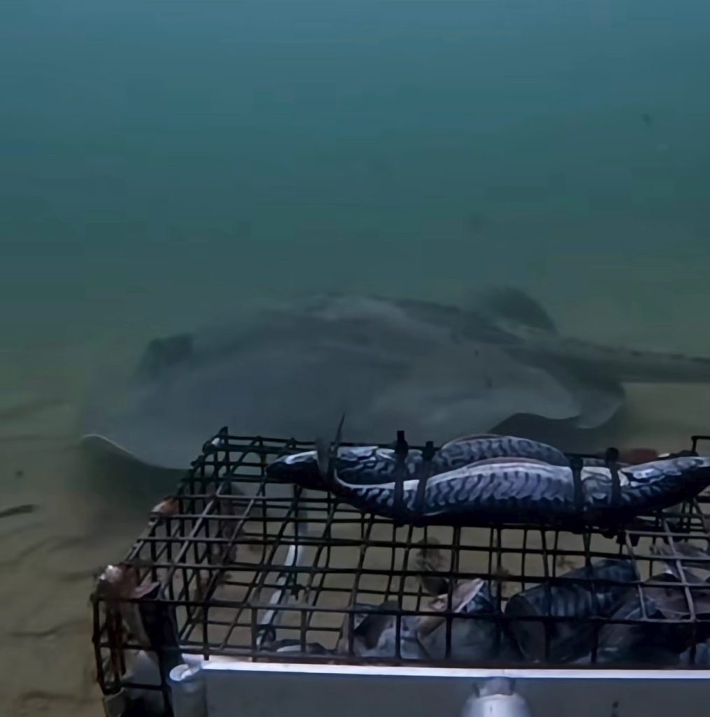stingray caught on camera off Rhode Island