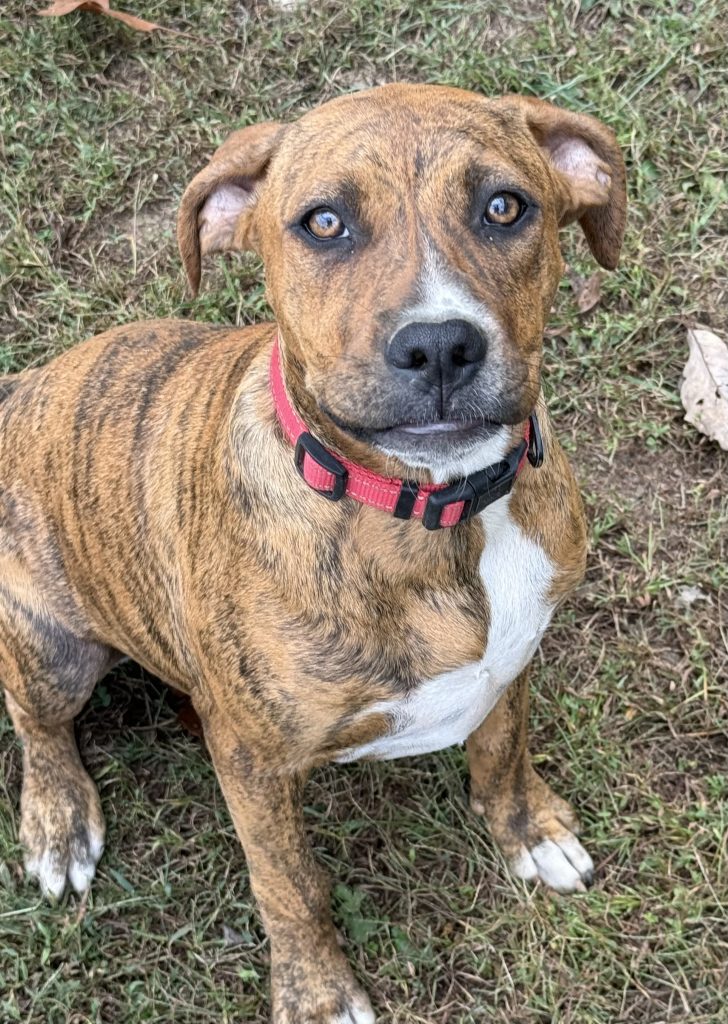 Dogs of the Week Tucker Lulu and Bea