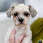 Dog of the Week, Manny