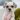 Dog of the Week, Manny