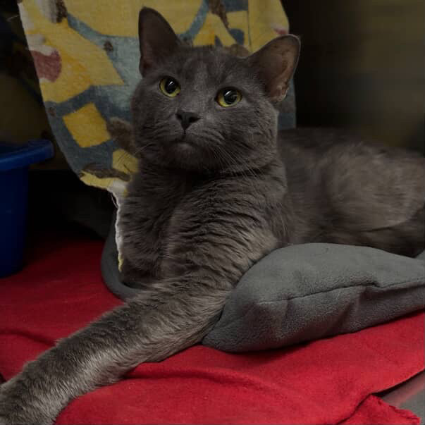 50 animals rescued from house in Central Falls