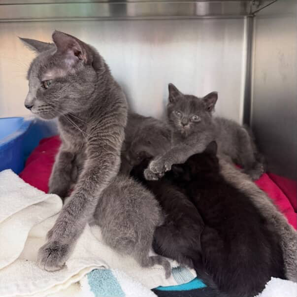 50 animals rescued from house in Central Falls