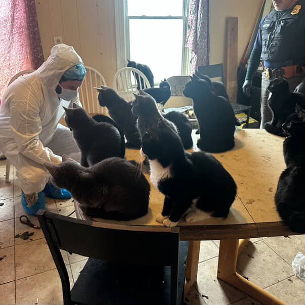 50 animals rescued from house in Central Falls