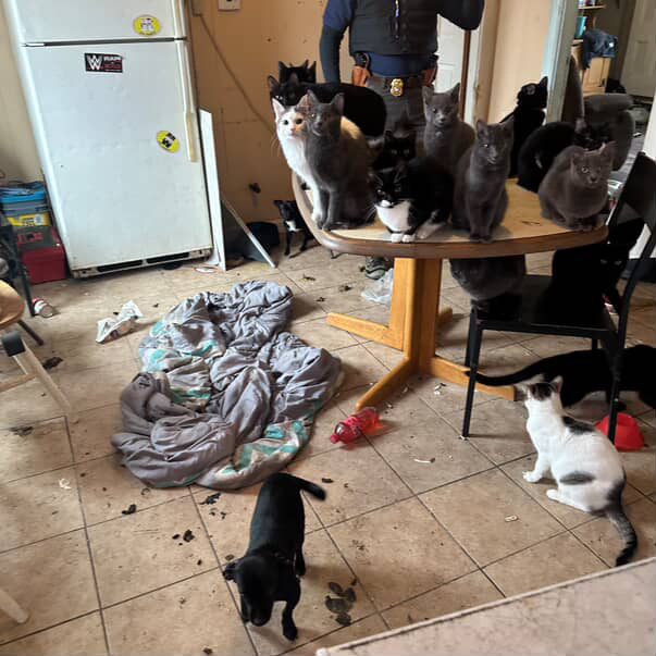 50 animals rescued from house in Central Falls