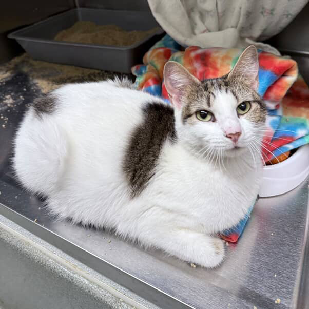 50 animals rescued from house in Central Falls