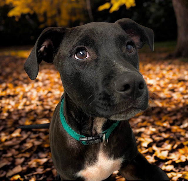 Dog of the Week Hunter