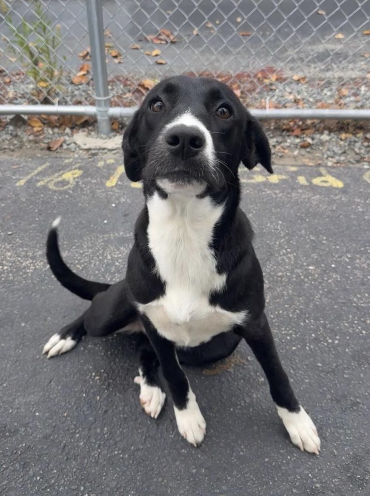 Dogs of the Week June Mabel and Bennett