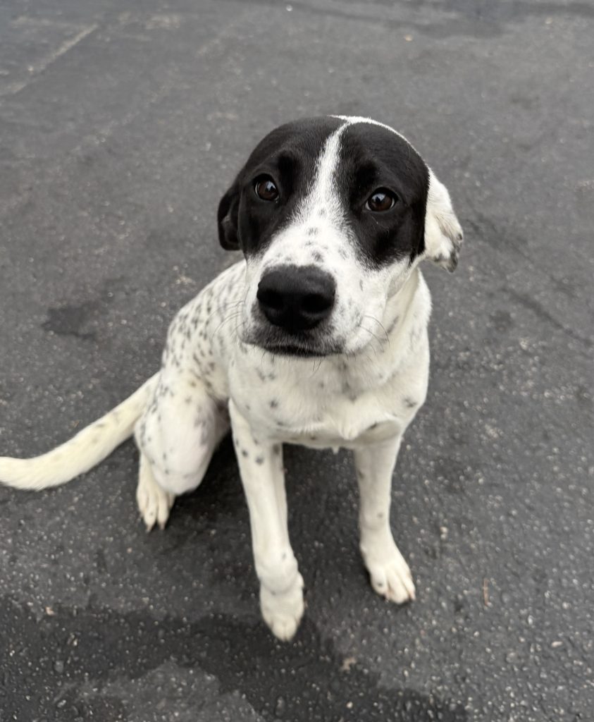 Dogs of the Week June Mabel and Bennett