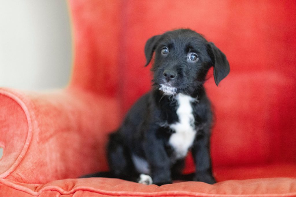 Meet our Dogs of the Week The Beetlejuice Puppies