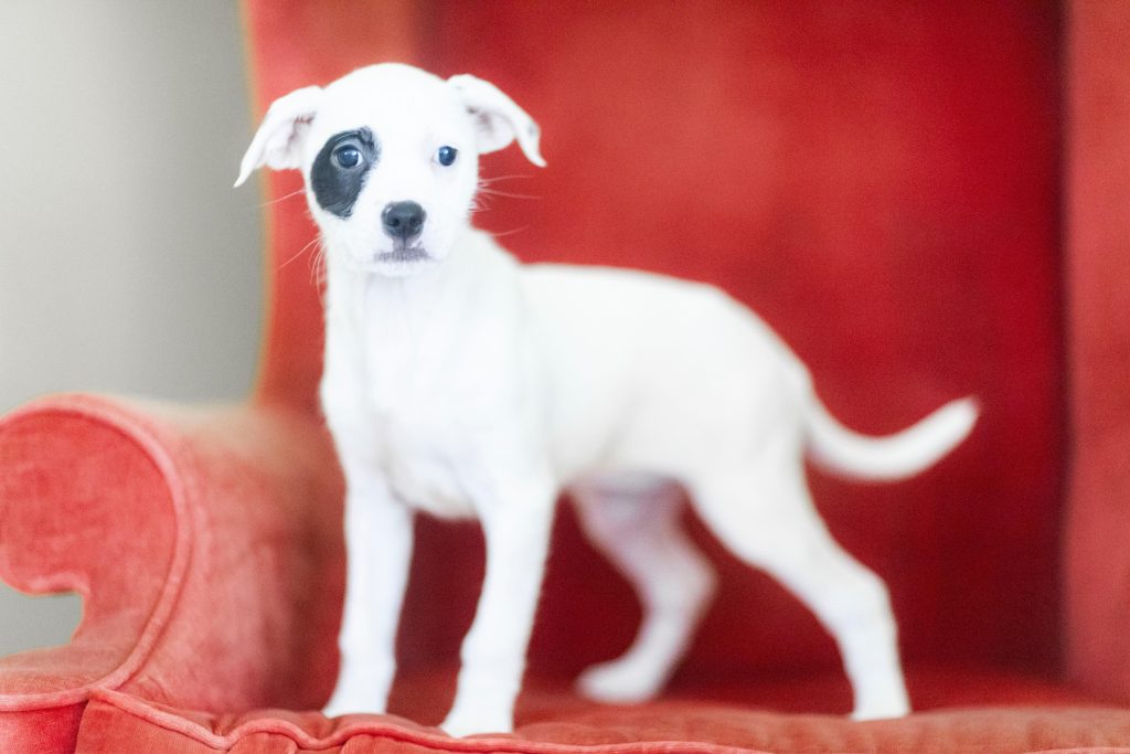 Meet our Dogs of the Week The Beetlejuice Puppies