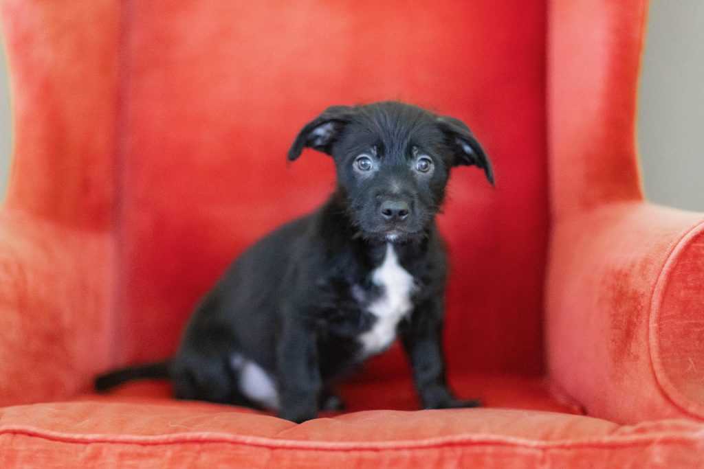 Meet our Dogs of the Week The Beetlejuice Puppies