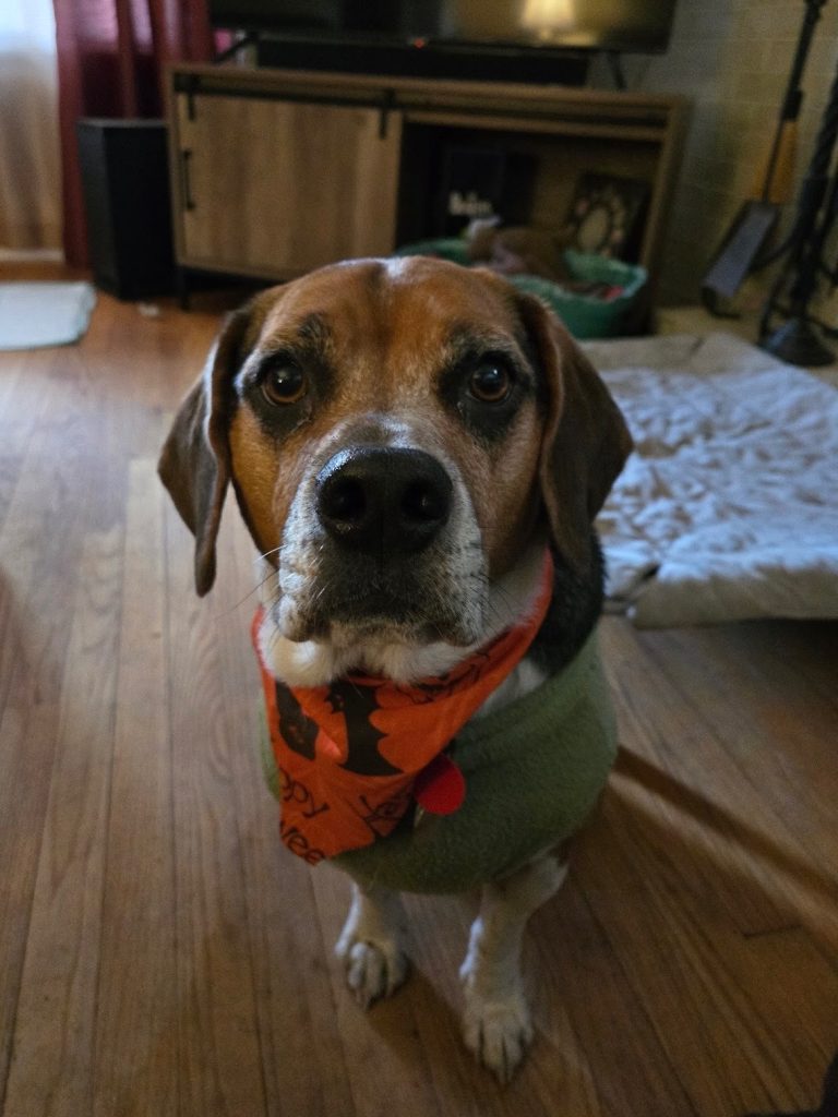 dog of the week Rigby