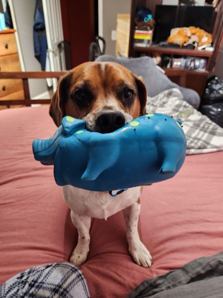 dog of the week Rigby