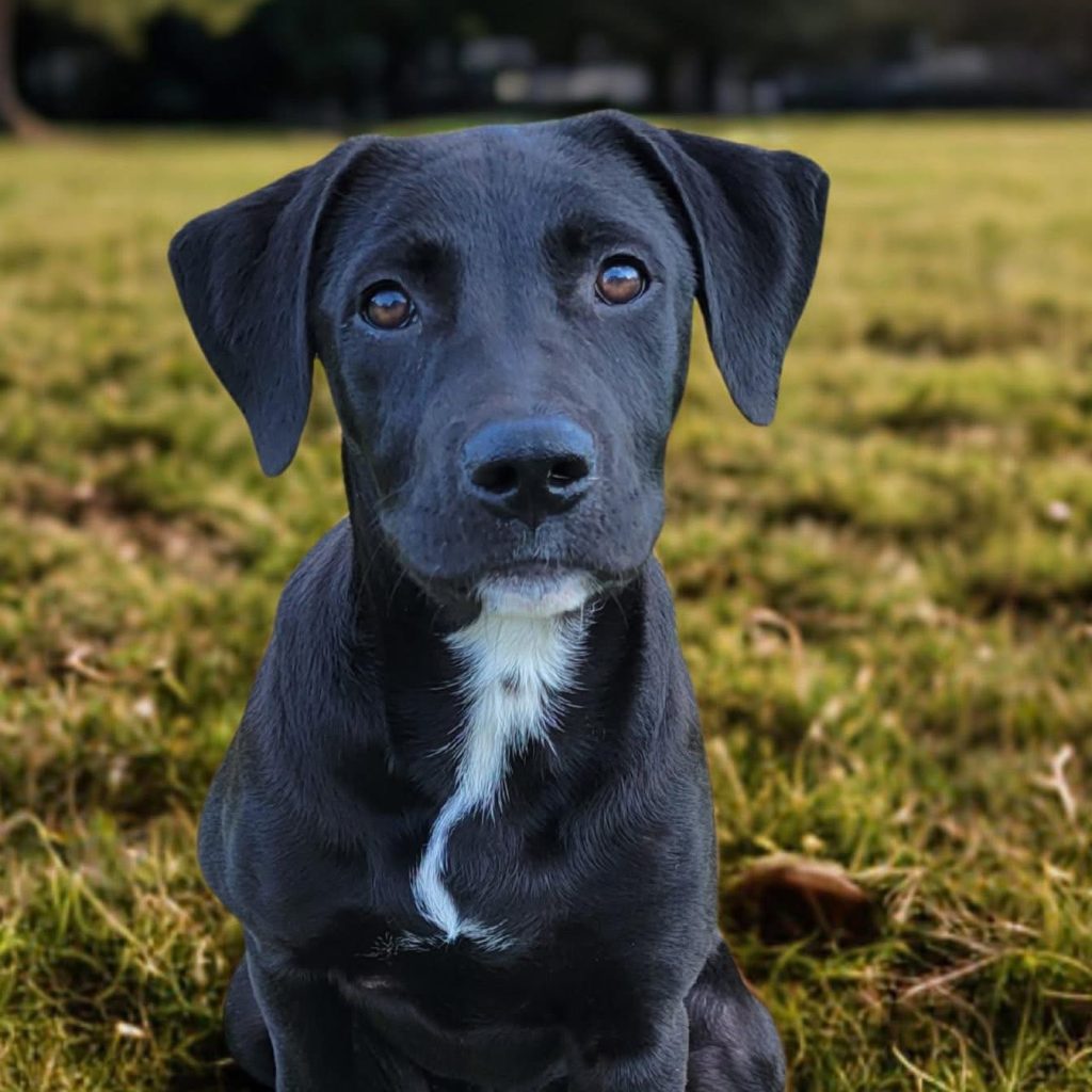 Dogs of the Week Elphaba and Glinda