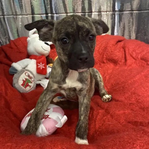 Dogs of the Week Aurora Fable Ember Solstice and Wren