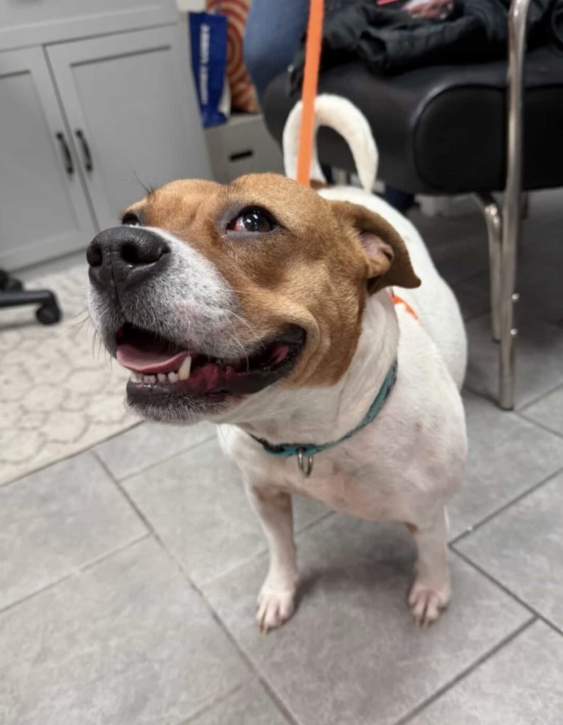 Dog of the Week Josie