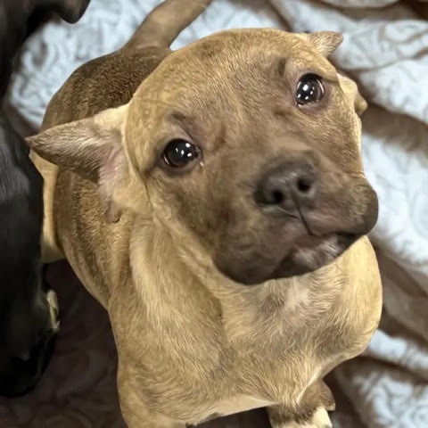 Dogs of the Week Aurora Fable Ember Solstice and Wren