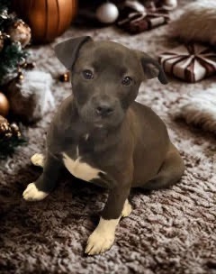 Dogs of the Week Aurora Fable Ember Solstice and Wren