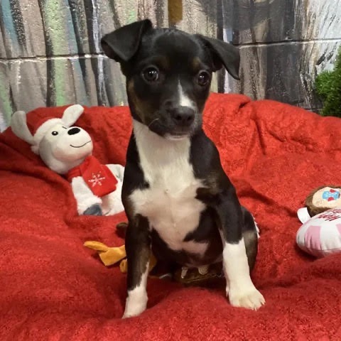 Dogs of the Week Aurora Fable Ember Solstice and Wren