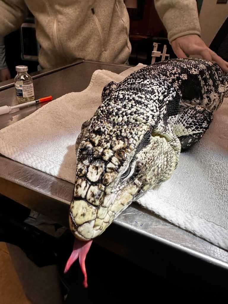 lizard found in snow by Providence man shoveling