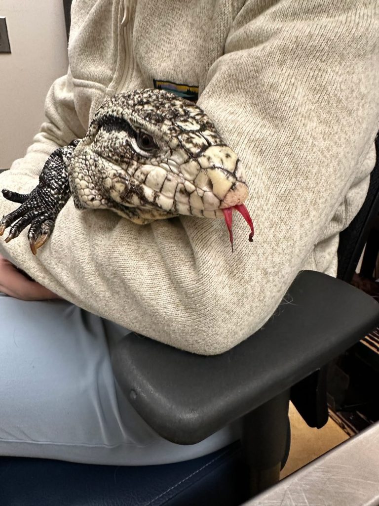 lizard found in snow by Providence man shoveling