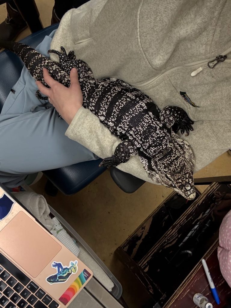 lizard found in snow by Providence man shoveling