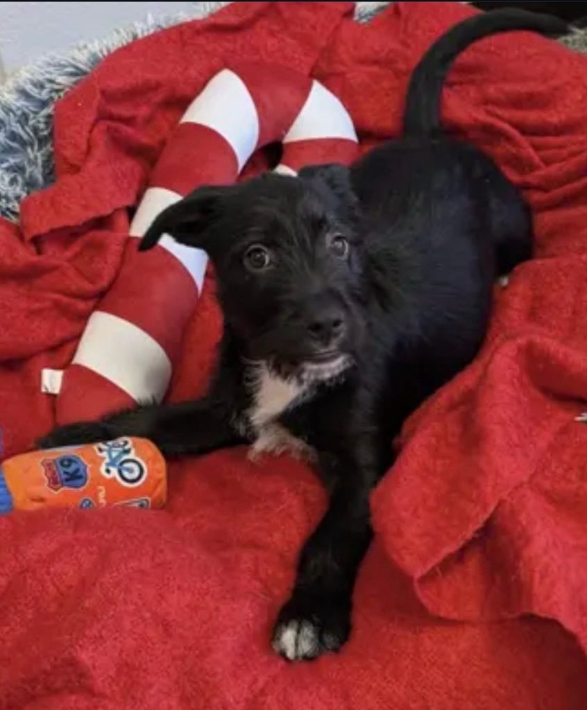 Dogs of the Week Maxie Dean Lydia and Beetlejuice