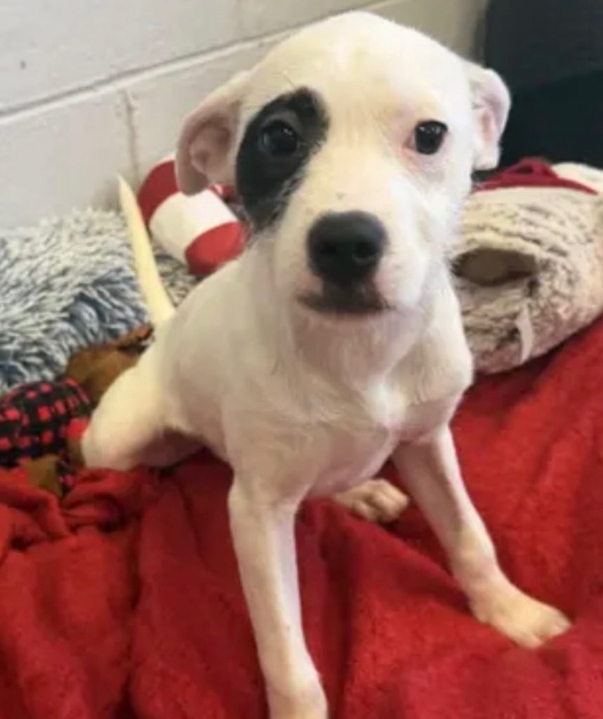 Dogs of the Week Maxie Dean Lydia and Beetlejuice