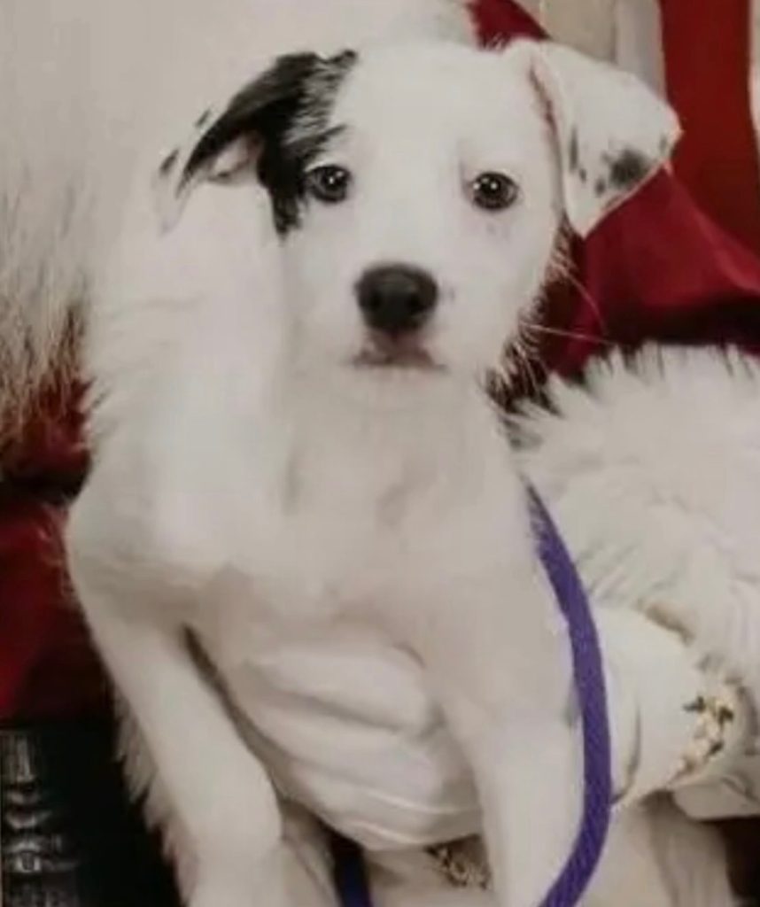 Dogs of the Week Maxie Dean Lydia and Beetlejuice