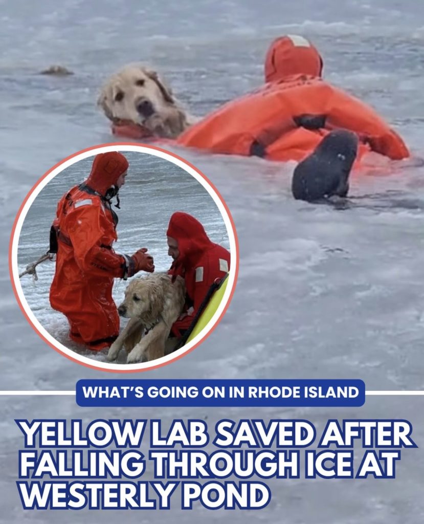 Dog saved after falling into Westerly pond