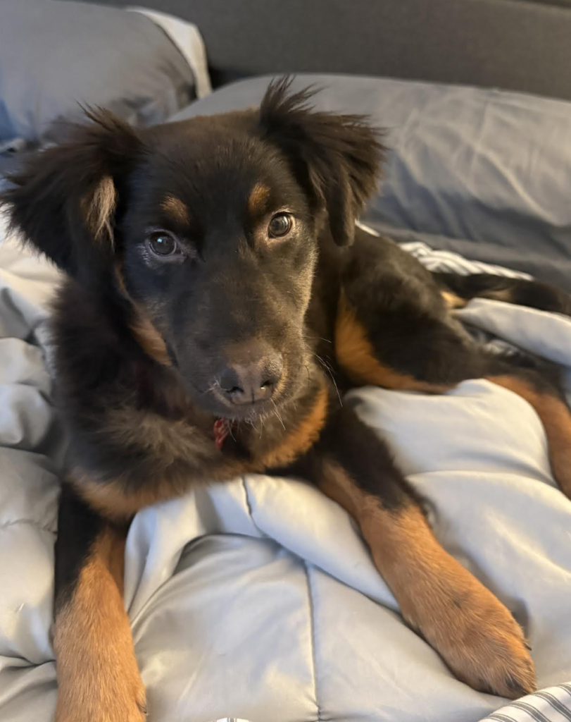 dog of the week rabbit