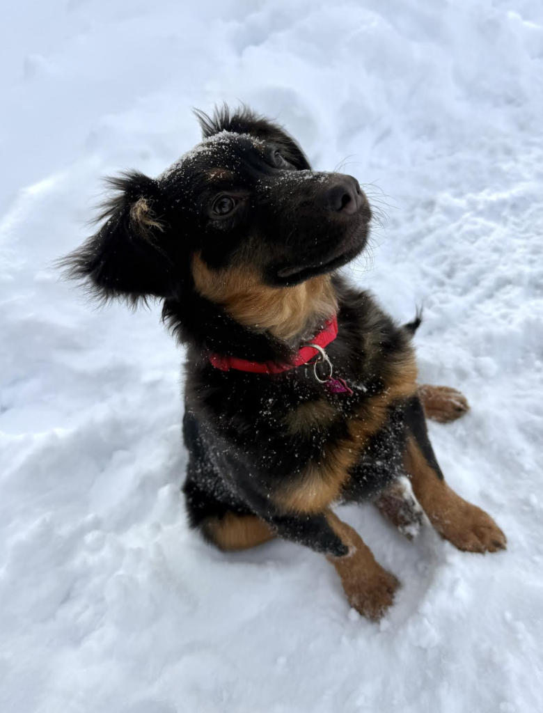 dog of the week rabbit