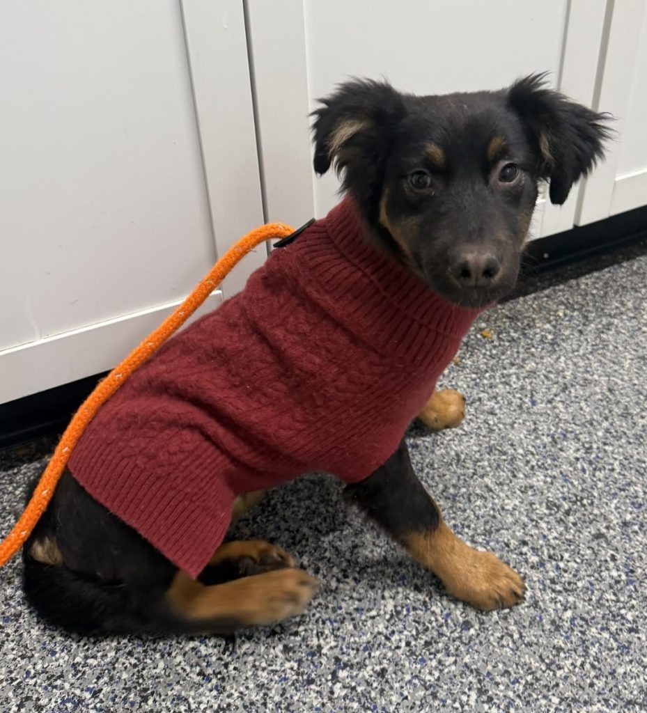 dog of the week rabbit