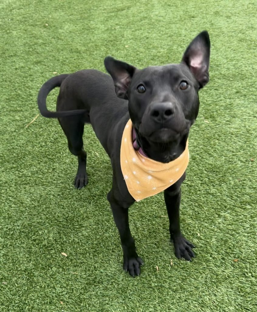 Dog of the Week Patrick