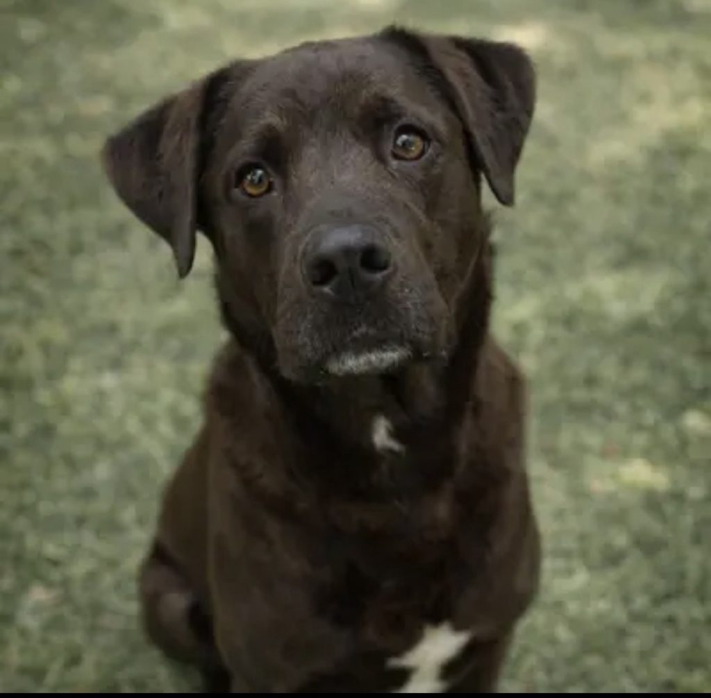 Dog of the Week Homer