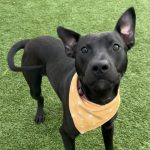 Dog of the Week Patrick