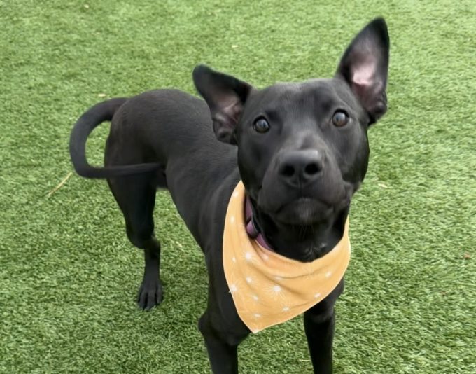 Dog of the Week Patrick