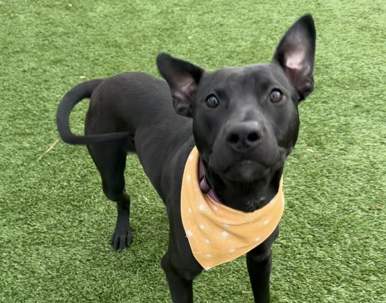 Dog of the Week Patrick