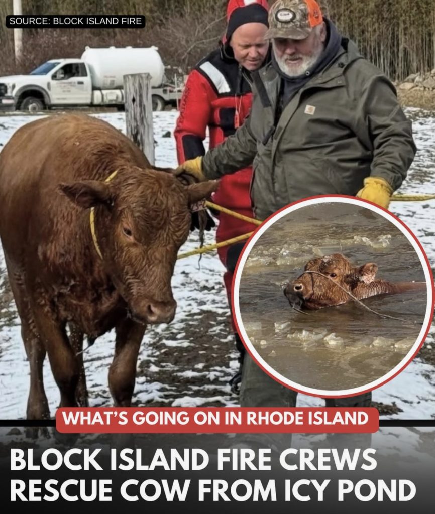 Cow rescued from Block Island pond