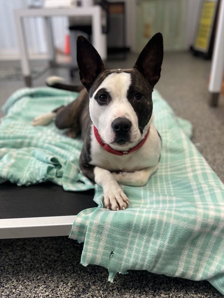 Dog of the Week Sonar