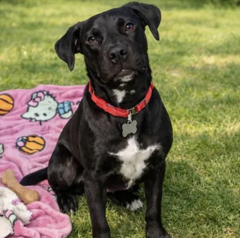 dog of the week wasabi